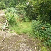 Plants: image 107 Of 117 Thumb